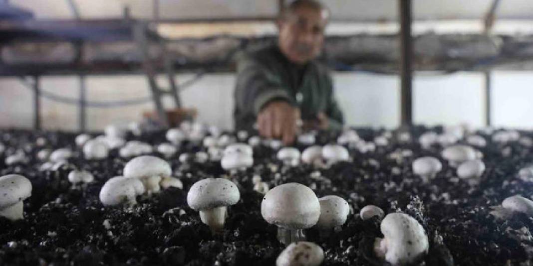 Ahırda başladığı üretim 3 çadırda sürüyor: 70 günde bir 3 defa hasat ediyor 1